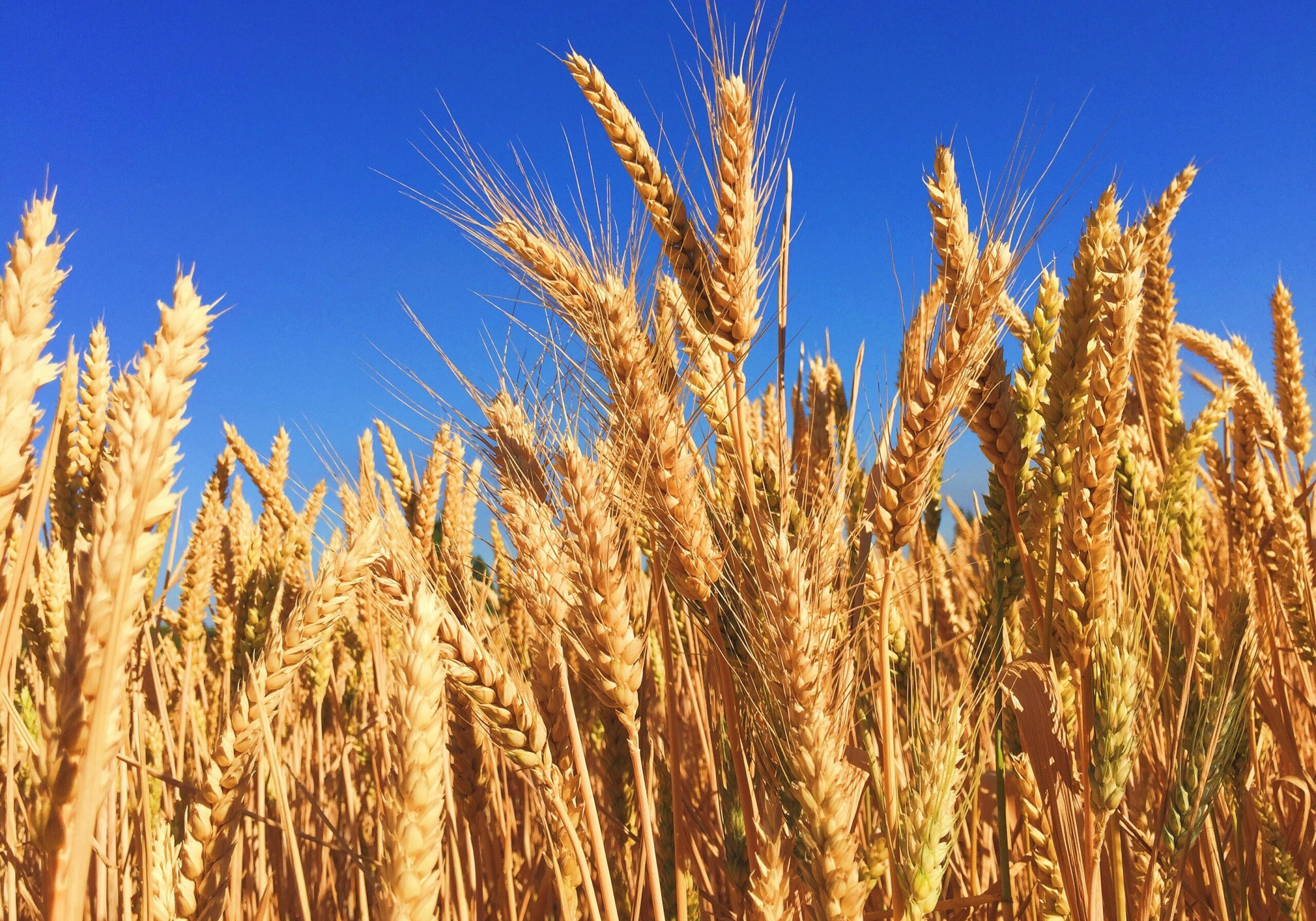 5HMF crops